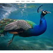 TikTok内容创作神器:AI视频生成工具大盘点